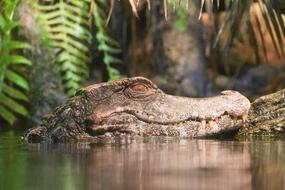 Alligator water