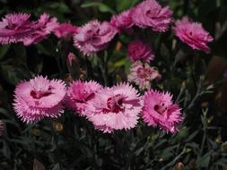 Cloves Pentecostal-Carnation