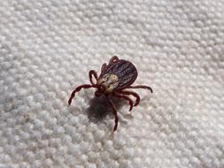 Mite Tick Paparra
