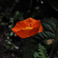 Poppy Red Klatschmohn