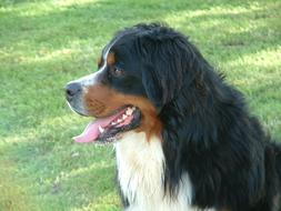 portrait of Bernese Mountain Dog outdoor