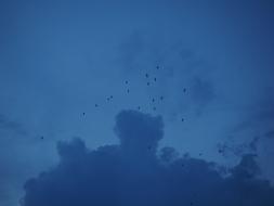 Swarm Flock Of Birds Migratory
