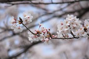 Cherry Blossoms Spring