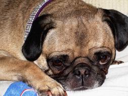 Beautiful and cute, brown pug dog lying