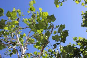 Leaves Green Maple Blue