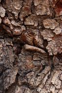 macro photo texture of pine bark