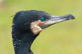 Cormorant, Bird head close Up