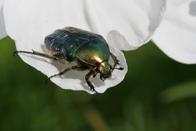 shiny beetle sits on a white petal