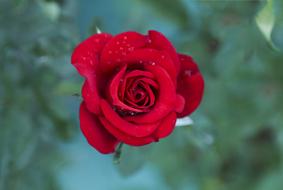 red bright rose