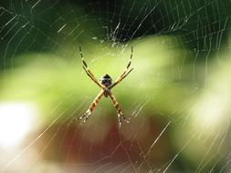 goodly Spider Animal Nature