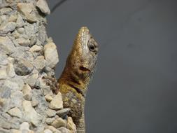 perfect Lizard Animal
