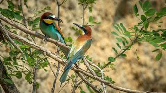 Beautiful and colorful European Bee-Eater, two Birds on tree with green leaves