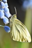 white Butterfly Gonepteryx Rhamni close-up