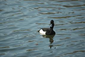 black duck on the water