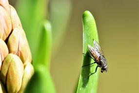 photo of a fly on a leaf of hyacinth