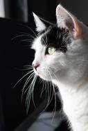 ravishing Cat Whiskers