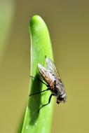 macro photo of a fly on a green blade of grass