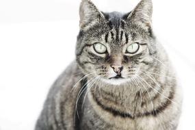 photo of a closely watched tabby cat on a white background