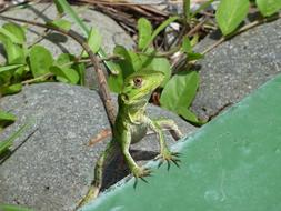 green lizard on a stone under the sun