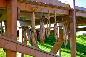 dried fish meat