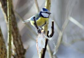 Blue Tit perched bare branch