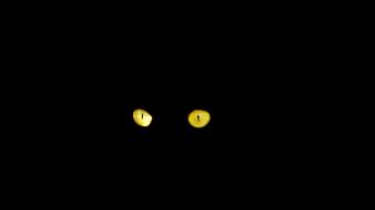 yellow cat eyes in the dark