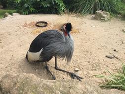pretty Common Crane Bird