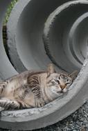 goodly Cat Sleeping Cuteness