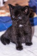 photo of a cute black kitten