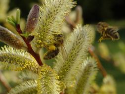 Bee Pollen Insect Close