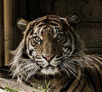 amazingly beautiful Tiger Eye Whiskers