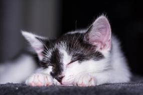 white black Kitten sleeps on floor