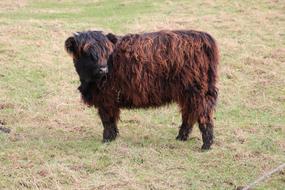 black cow in the field