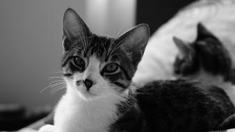 Cat Looks Fixed, black and white