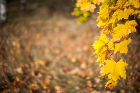 Autumn Leaf Yellow Leaves