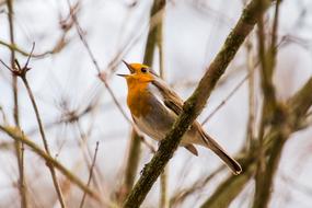 fabulous Bird Singer