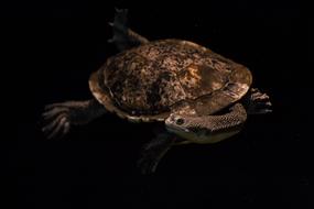 swimming turtle