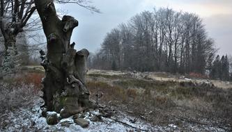 Tree Lone Forest