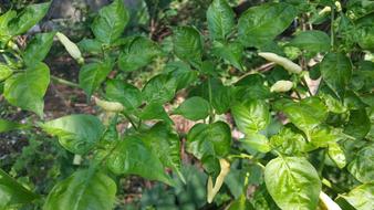 foliage tree beautiful landscape