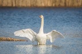 Beautiful white swan on the shiny lake