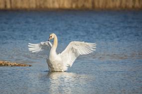 fabulous Swan Lake Wing