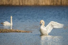 white Swan with wings up on water