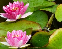 Water Lilies Grass Snake Garden
