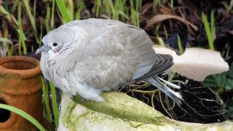 grey white Dove Bird