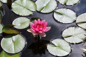 Garden Pond Water