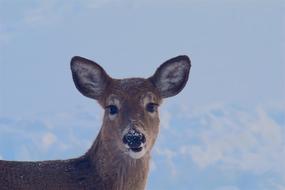 fabulous Deer Snow Face