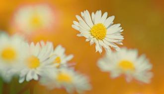 Texture Background Daisy