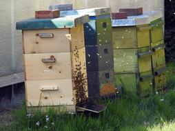 Bees Hives