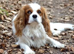 impressively beautiful Small Purebred