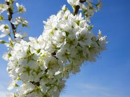 Flowery Branch Plum Flowers